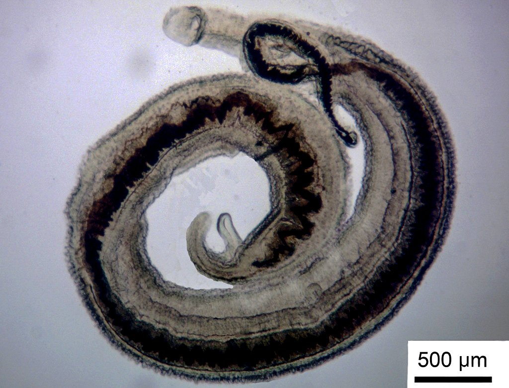 Couple de Schistosomes adultes